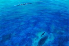 Ocean Wonder