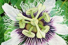 Passion Fruit Flower