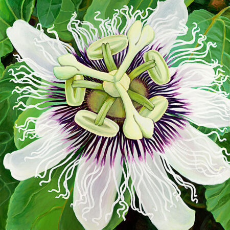 Passion Fruit Flower